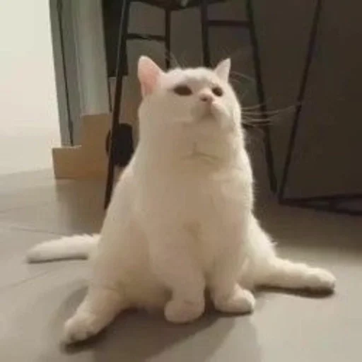 кошка, белая кошка, белый кот мем, котики смешные, жирный белый кот