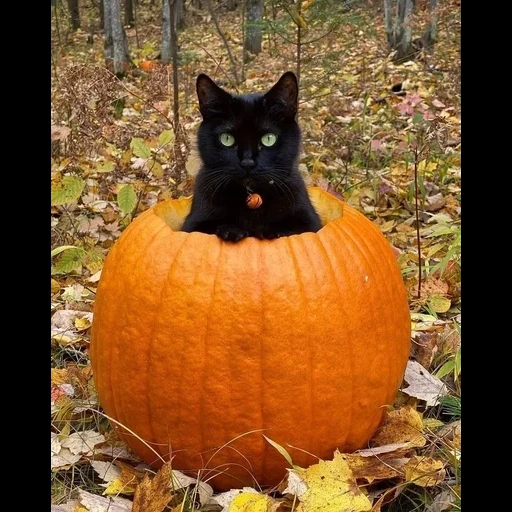 хэллоуин, хэллоуин кот, хэллоуин коты, хэллоуин кошка