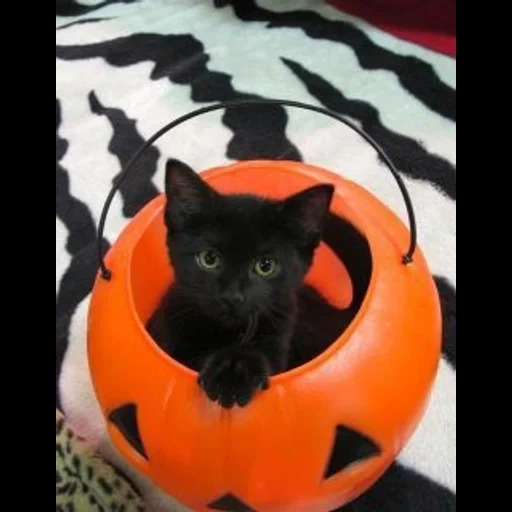 cat, хэллоуин кот, котик хэллоуин, черный кот хэллоуин, хэллоуин котик смешной