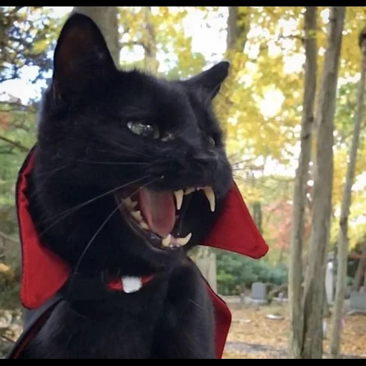 кот вампир, кот дракула, кот вампир монк, кот дракула монк, кот дракула порода