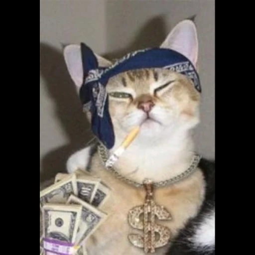 кот рэпер, кот бандане, гангста кэт, кот гангстер, милый котик гангстер