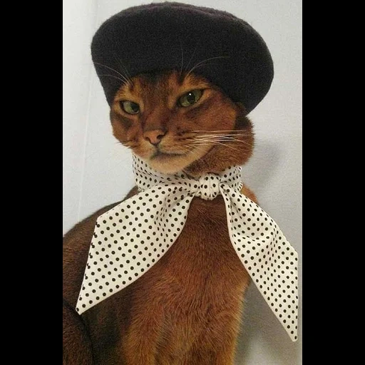 кот одежде, котик шляпе, котики костюмах, sorry i don't speak croissant