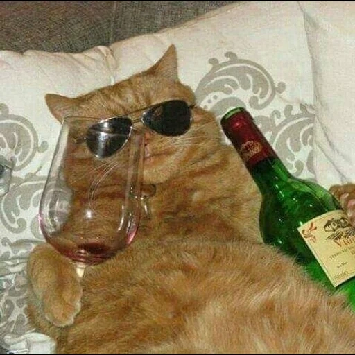 кот, кот вином, бухой кот, пьяный кот, пьяная кошка