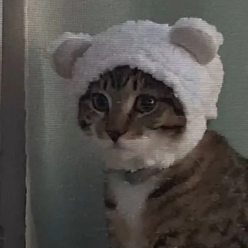 кот, кот шапочке, котик шапочке, милый котик шапочке, милые коты шапочках