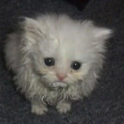 пушистый, любимые животные, персидская кошка, персидские котята, персидский котенок белый