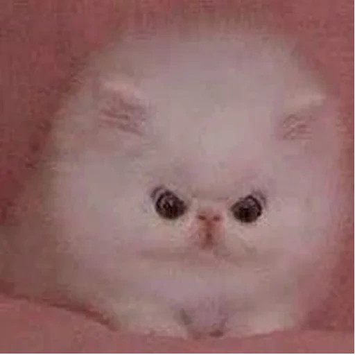 fluffy, cats are evil, the kitten is angry, persian kittens, sad cat picch