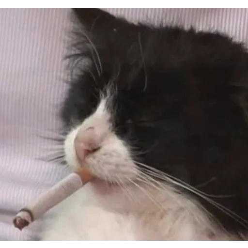 the cat is a cigar, the cat is a cigarette, kitik with a cigarette, the meme cat cigarette, the cat with a cigarette teeth
