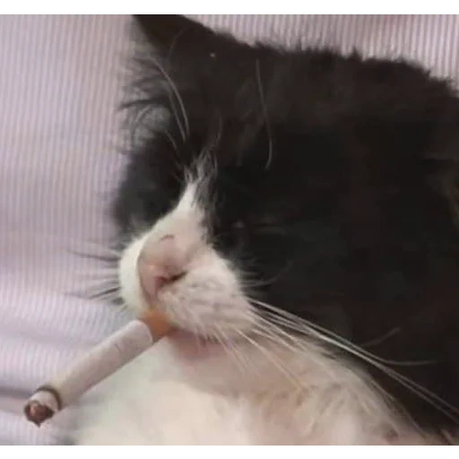 cigar cat, die zigarettenkatze, die zigarettenkatze, meme cat zigaretten, katze zigarette zähne