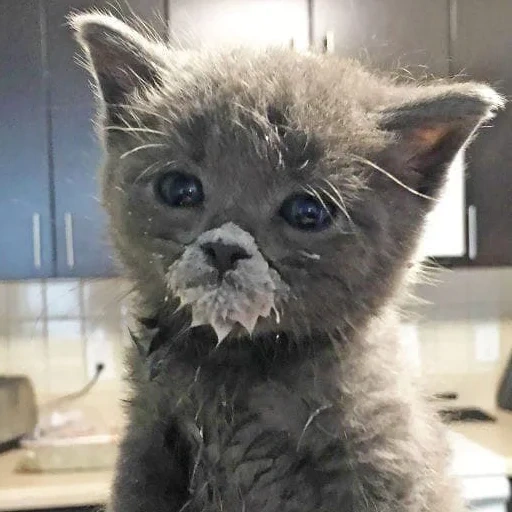 die katze, die katze, kätzchen, die katze ist schmutzig, saure sahne für kätzchen