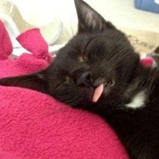 gato, gato, gato preto, animal de gato, um gato preto está dormindo