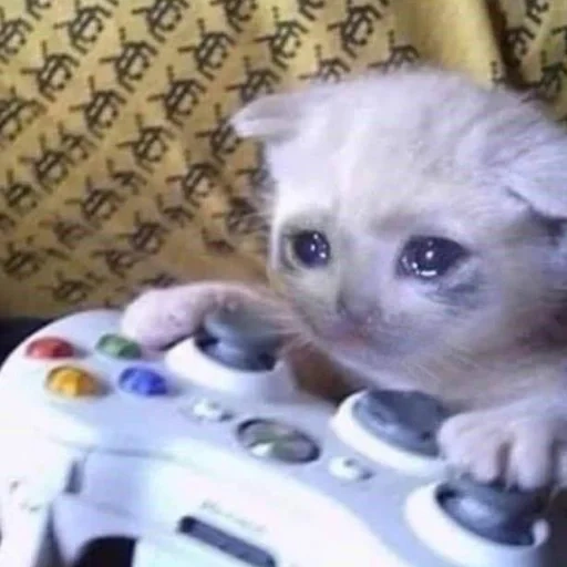 die katze, die katze gamer, die katze weint, die traurige katze, mem für katzen spiel