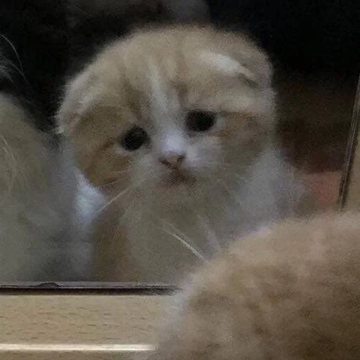 scottish fold, chat à oreilles pendantes, chaton triste, chaton à oreilles pendantes, pendentif écossais