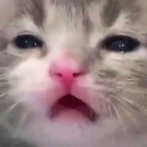 cat, cat, cat, cute cats, crying cat