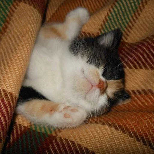 cat, a cat, sleepy cat, pets, nadezhda burkova lysva