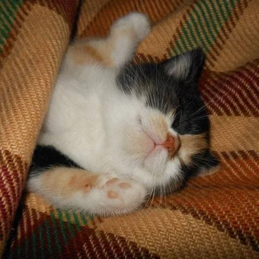 gato, um gato, gato sonolento, animais de estimação, nadezhda burkova lysva