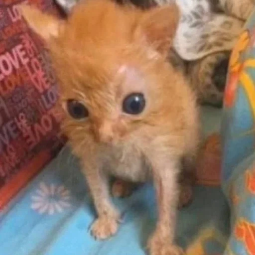 gato, gatito rojo, gatito de pelo rojo aterrador, pequeño gato rojo