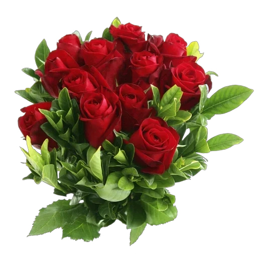 красная роза, цветы букеты, цветы розы букеты, букет цветов розы, красные розы букет