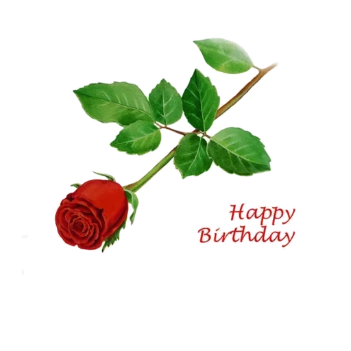 rose stem, rose red, rose branch, white background rose, red rose on white background