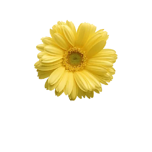 flower yellow, gerbera jamesonii, flower clip, gerbera jamesonii, yellow flowers have no background color