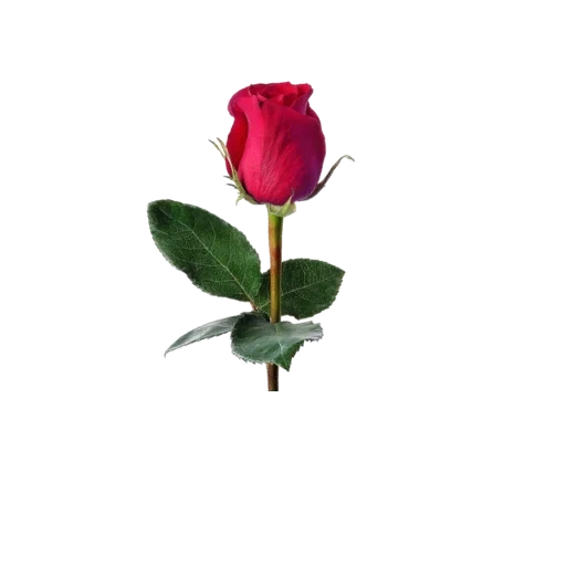rosebud, rose stem, rose red, beautiful rose, red rose bud