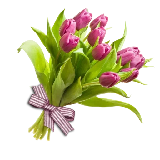 tulip bouquet, tulip white background, tulip bouquet, pink tulip bouquet, purple tulip bouquet