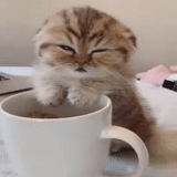 chat du matin, je suis tous les matins, mème de café, bonjour chat, café sur chat endormi