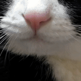 cat, cats, cat, cat, cat nose