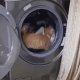 simulador, lavadora, lavadora, lavadora, lavadora de gatos