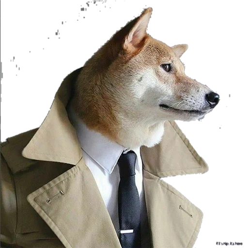 perro, perro, dux, perro, shiba inu perro