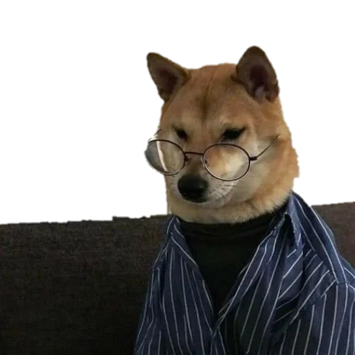shiba dog, shiba dog, shiba inu, akita dog, akita dog meme