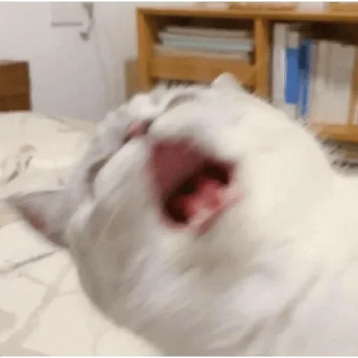 a yawning cat, a yawning cat, a yawning seal, a yawning cat, yawning cat meme