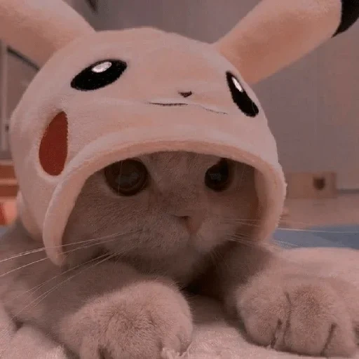 cat cute, милые котики, котик шапочке, котёнок смешной, милый котик шапочке