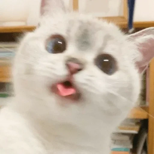 perro marino, modelo de gatito, gato memético, lindo sello, molde lindo gato