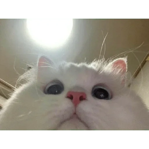meme cute cat, white cat meme, the cutest cat, cute cats are funny, cute white cat meme