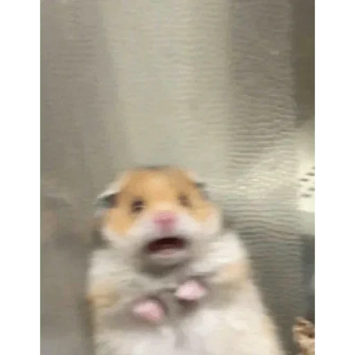 meme hamster, a frightened hamster, hamster 2020 meme, meme hamster cross, scared hamster meme