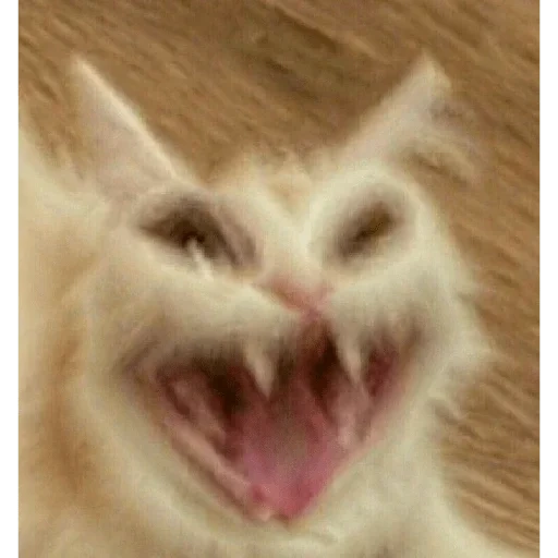 evil cat, a screaming cat, evil cat, funny cat, a funny animal tone