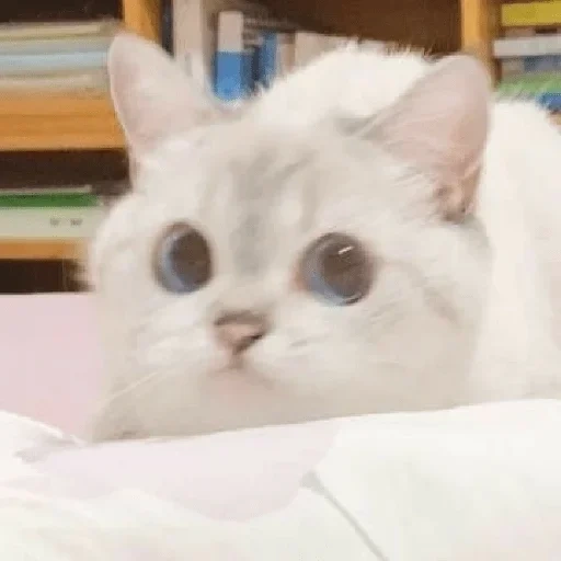 cat meme, lovely seal, cute cat meme, zuzu and nala cats, cute cats are funny