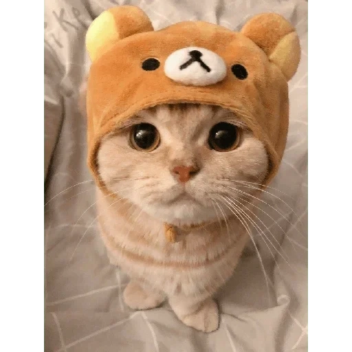 кот шапочке, милые котики, няшные котики, котик шапочке, милый котик шапочке