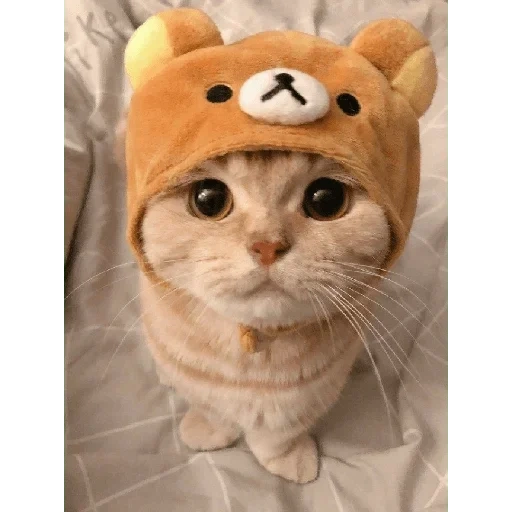 topi kucing, anjing laut yang lucu, anjing laut kecil, kepala anak kucing, topi kucing yang lucu