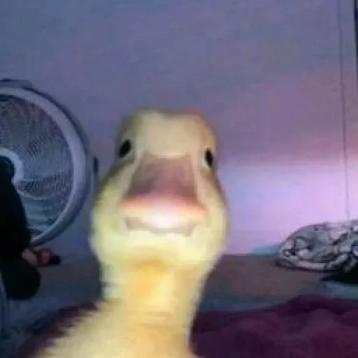 caneton, canard, selfie ducks, canard, cher duckling