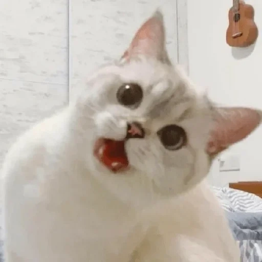 gatto, gatto, il gatto è bianco, gatti carini, caro meme gatto