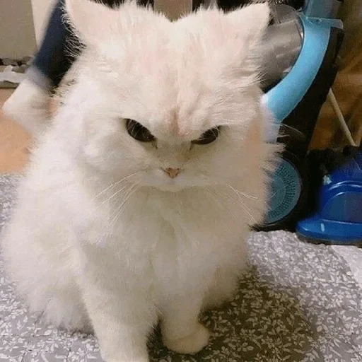 chat fâché, le chat est en colère, le chat est en colère, chat blanc maléfique, chat mignon maléfique