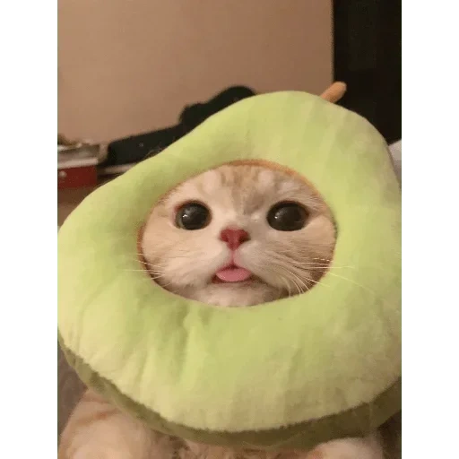 seal, lovely seal, funny seal, cat avocado set, cute seal pictures