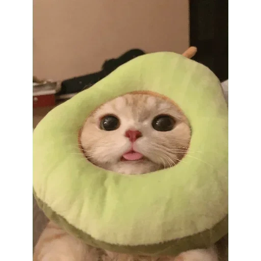 focas, lindo sello, focas divertidas, conjunto de aguacate de gato, hermosa imagen de sello