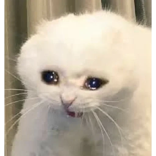 chats qui pleurent, chat pleurant, le chat est triste, mème de chat pleurant, mème de chat triste