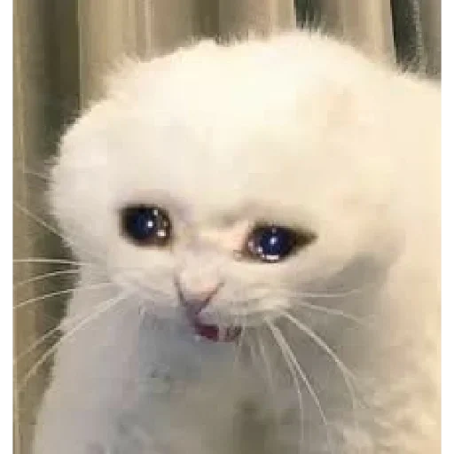 cat chorando, cat chorando, gato triste, modelo de gato chorando, motivo de gato triste