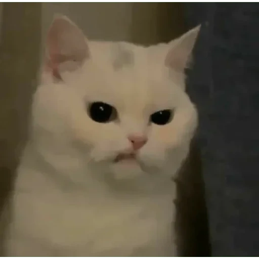 gatto, gatto, meme gatto, il gatto è bianco, un gatto mememico