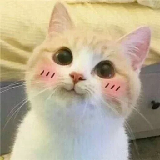 lindo gato, los gatos son lindos, lindo sello de picco, lindo gato es divertido, focas de mejillas rosadas