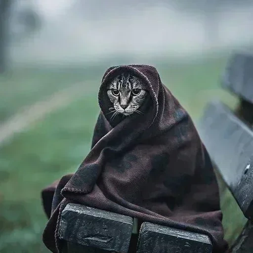 kajit, khajiit, katze kajit, die katze ist eine kapuze, kajit hat ein produkt