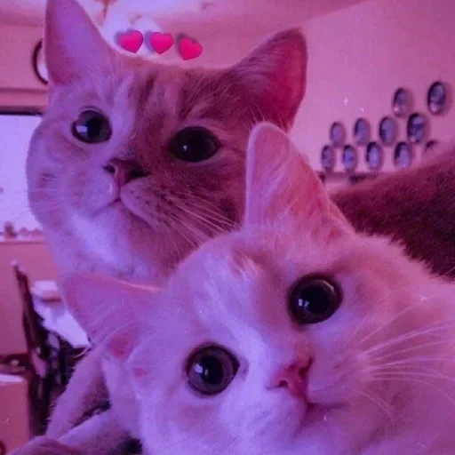кот, кошки, котики, милые котики, милые котики два